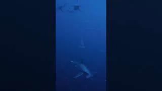 Miniature : Au Milieu d’un Banc de Requins Marteau🦈 | Subside VR