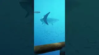 Miniature : Face à Face avec un Grand Requin Blanc🦈 | Subside VR
