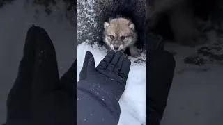 Miniature : 🐶🐱This Mother Leopard Knew I Was Her Only Hope 😭