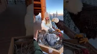 Miniature : 🦅😱An Eagle knocked on my door in a blizzard!