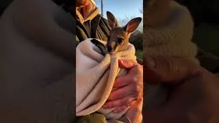 Miniature : 🐶🐱I Saved A Baby Deer From A Wolf Attack... He Refused To Leave Me ❤️
