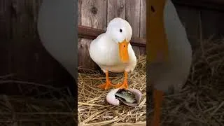 Miniature : ❤️The Duck Who Raised a Crocodile as Her Own Baby