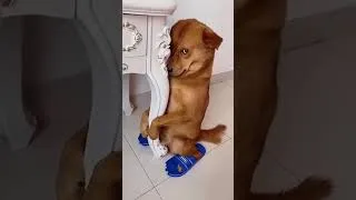 Miniature : mignon chien كلب جميل funny cat