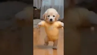 Miniature : This dancing puppy is absolutely precious #goldenretriever #petvideos #shorts