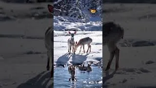 Miniature : La Magie de Noël : Bébés Rennes sous la Neige dans un Moment Magique sous des Flocons de Neige ❄️🎄