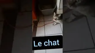 Miniature : Le Chat