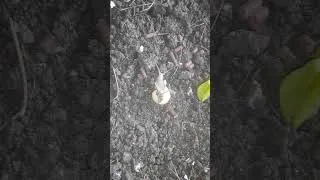 Miniature : Effet de méthaldéhyde sur l'escargot