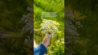 Miniature : 1er mai = fete païenne Beltane = apogée du printemps 💐