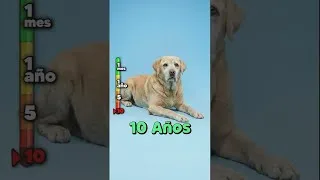 Miniature : Que risque-t-il d’arriver à ton chien s’il dort toujours sur un sol dur ? 😳