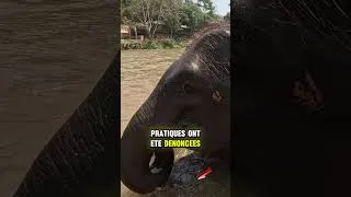 Miniature : Thailande : Les éléphants sont-ils VRAIMENT heureux ici ? 🇹🇭  #thailand   #horizonsetreportages