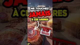 Miniature : NE TOUCHEZ JAMAIS À CES ARBRES ⚠️