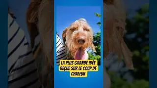 Miniature : La plus grande idée reçue sur le coup de chaleur #veterinaire #animaux #canicule #carlin #chien
