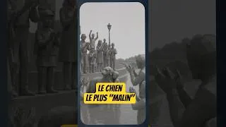 Miniature : Un chien sauve un enfant de la noyade. #animaux #histoireanimaux #chien #histoirevraie #veterinaire