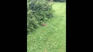 Miniature : Arsène Lapin