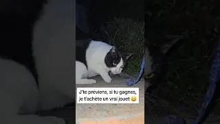 Miniature : Le combat du siècle : Chat VS Porte-clés… QUI VA GAGNER ?! 🐱⚔️