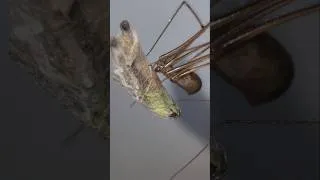 Miniature : Le pholque : l'araignée qu'on sous estime tous 🕷! #araignée #Pholque #insectes #nature