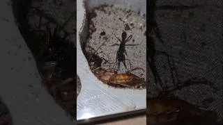 Miniature : Mes Harpegnathos Venator chassent une intruse ! #ants #animaux #nature #insects #terrarium