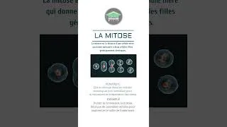 Miniature : J74 | Qu’est-ce que la #mitose ? | #charmleguide #bac #svt