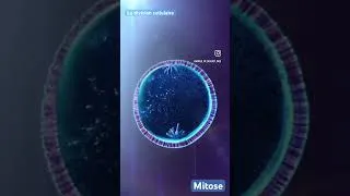 Miniature : La #mitose: division cellulaire qui permet la croissance et la régénération des cellules somatiques.
