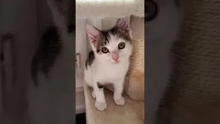 Miniature : J’ai adopté un CHATON 🥰💖