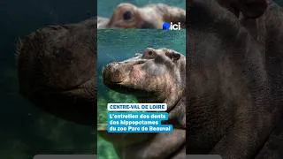 Miniature : Pourquoi les dents des hippopotames poussent toute leur vie ? 🦛