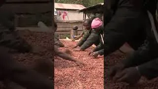 Miniature : Chaque centime compte dans l'exploitation du cacao !