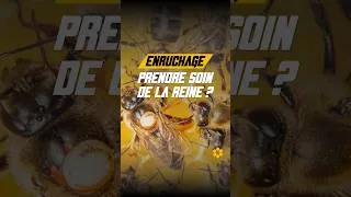 Miniature : Enrucher un essaim sans blesser la reine 🐝
