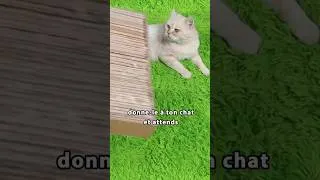 Miniature : J'ai fabriqué ça pour mon chat et il était très surpris