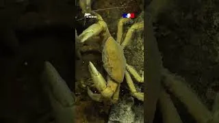 Miniature : 🦀 Segonzacia mesatlantica 📍 Dorsale médio-atlantique