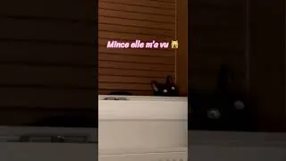 Miniature : Je récidive dans la fenêtre 🤭🐈‍⬛ #chat #humour #chatnoir