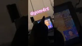 Miniature : Quand ton chat ne rate jamais un stream de gom4rt 😻 #chatnoir #gomart #chat #streamer