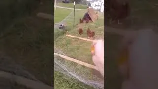 Miniature : 😂 #shorts #fypシ #poulet  #pourtoi #fail #viral #memes #humour #funny