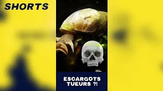 Miniature : 🐌Tout petit et aussi 💀 #youtubeshorts #shorts #escagot #mortel