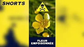 Miniature : Et vous, vous aimez le beurre ?🧈🌼 #funfacts #youtubeshorts #shorts #boutondor #nostalgie