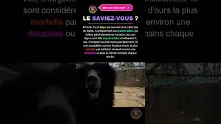 Miniature : Le Secret Des Ours Lippus En Inde Que Personne Ne Sait