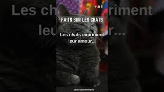 Miniature : Et vous, comment votre Chat exprime son amour ?