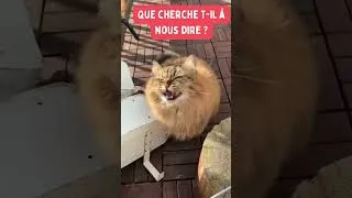 Miniature : Qu'est ce qu'il veut nous dire ce chat ?! Faites marcher votre imagination