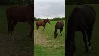 Miniature : Chevaux.