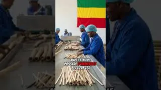 Miniature : 👆 5 pays producteurs de bambou 👆