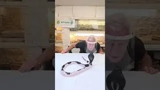 Miniature : Face au cobra cracheur 🐍