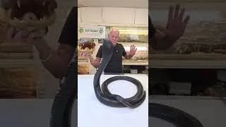 Miniature : Il essaye de mordre une fausse tête 🐍