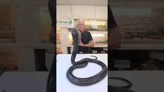 Miniature : La tête d'un Cobra 🐍