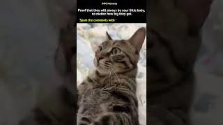 Miniature : He forgot he’s a grown cat 😂