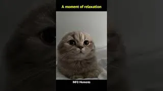 Miniature : This Cat Knew 🐱✨