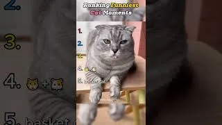 Miniature : Ranking Funniest Cat Moments 😂
