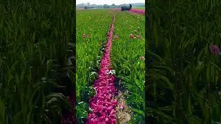 Miniature : Pourquoi détruisent-ils des milliers de tulipes ? 😱