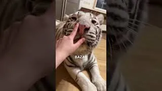 Miniature : Pourquoi les tigres vomissent-ils ? 🐅🤮