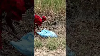 Miniature : Le quotidien des femmes productrices de Gowé à Kassak Nord.