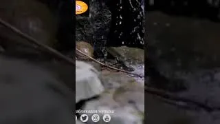 Miniature : Relaxation profonde avec la pluie, le murmure d'une rivière et les sons apaisants de la nature pour