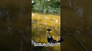 Miniature : Elles me rendent fou  #carpe #fishing #carpfishing #instinctpeche #carp #pêche #fish #nature